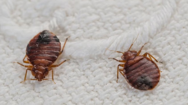 Detailed service photo for bed bug control