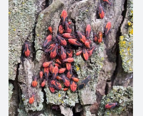 Service photo for boxelder bug control