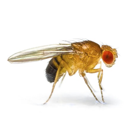 Service photo for fruit fly control
