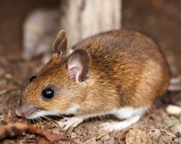 Service photo for mouse control