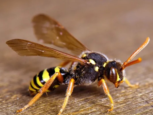 Service photo for wasp nest removal